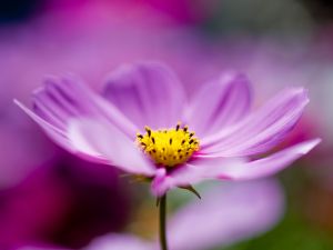 Purple Cosmos